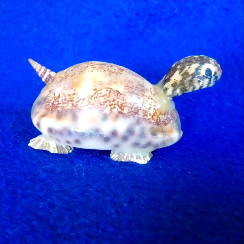 Seashell Turtle - Picture 2 of 2